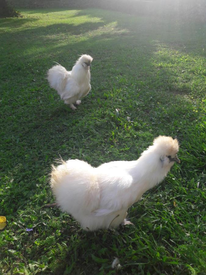 Country House Lokevゲストハウス エクステリア 写真